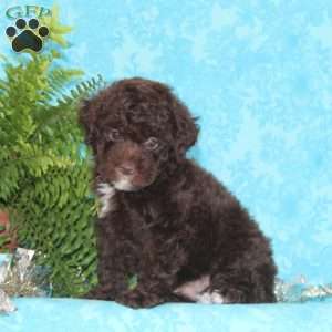 Jack, Toy Poodle Puppy